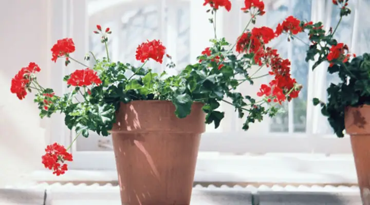 گلدان شمعدانی پرگل روی طاقچه آپارتمان در فصل تابستان