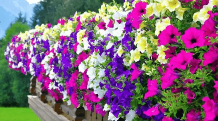 باغچه رنگارنگ اطلسی