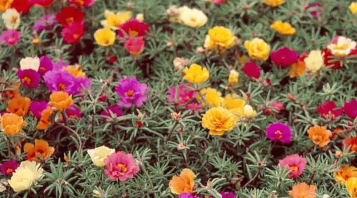 باغچه رنگارنگ ناز آفتابی