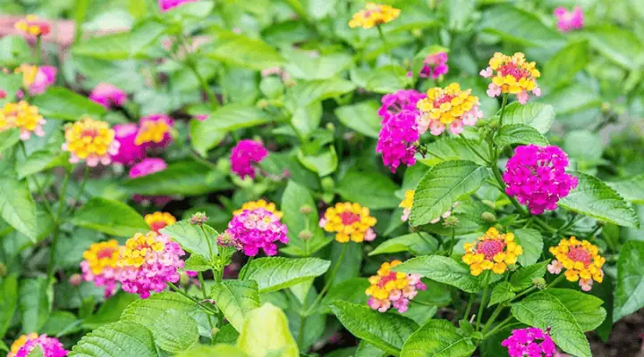 باغچه رنگارنگ شاه پسند