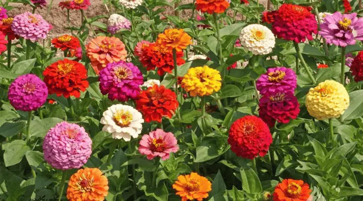 باغچه رنگارنگ آهار