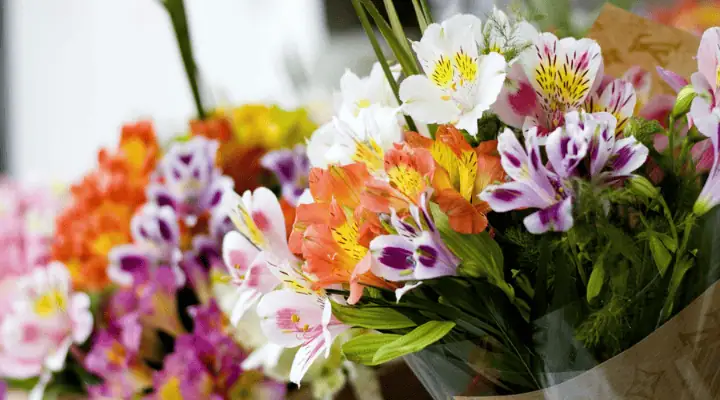 تعدادی گل آلسترومریا رنگارنگ