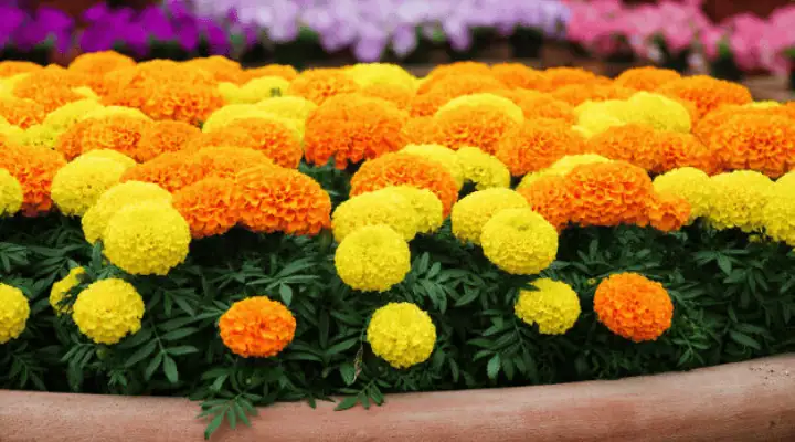 بوته گل جعفری رنگارنگ