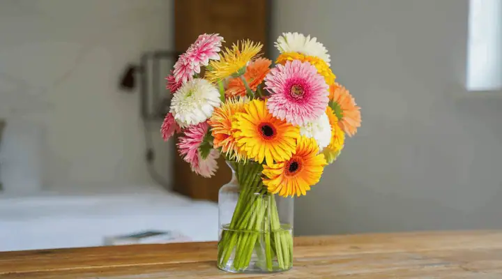 تعدادی گل ژربرا در گلدان آب