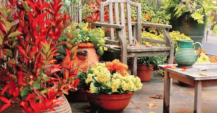 چند گلدان با گل‌های پاییزی و یک صندلی