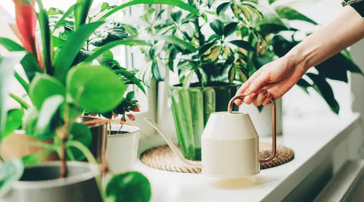 فردی در حال گل دادن به گلدان ها