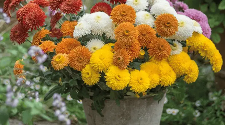 گلهای داوودی رنگارنگ در گلدان