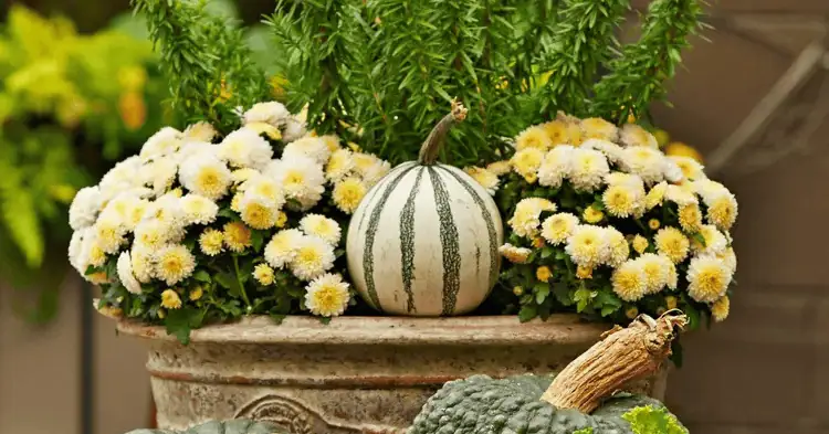 یک گلدان گل پاییزی بزرگ