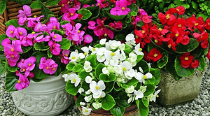 چهار گلدان با گل بگونیا رنگارنگ