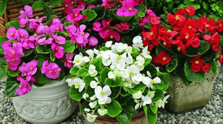 چهار گلدان با گل بگونیا رنگارنگ