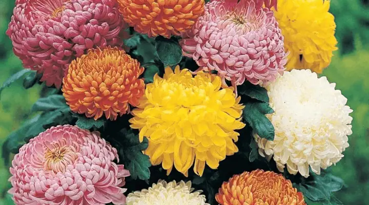 چند گل داوودی شاخه بریده