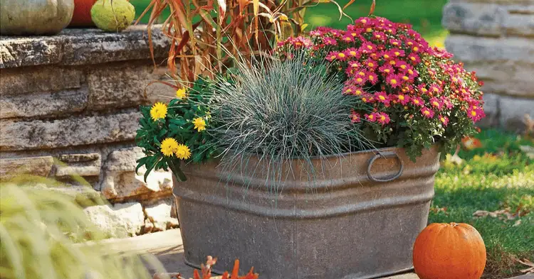 یک گلدان پاییزی در حیاط