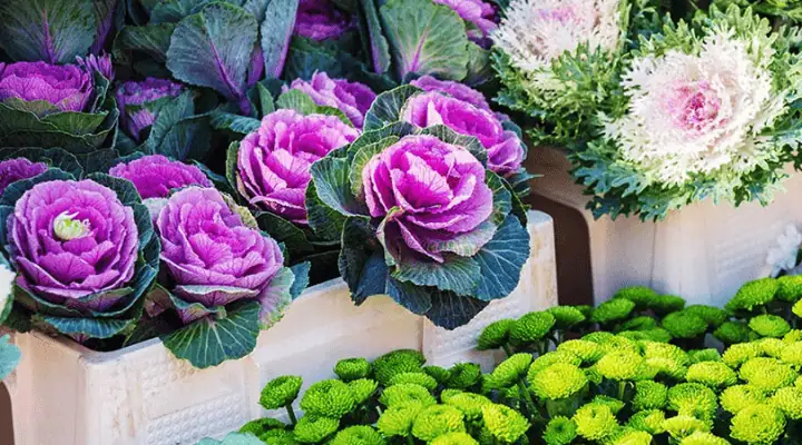 دو گلدان بزرگ با گل کلم زینتی