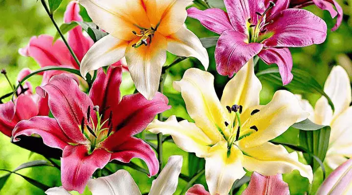 تعدادی گل لیلیوم رنگارنگ