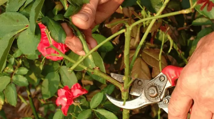 فردی در حال هرس رز مینیاتوری