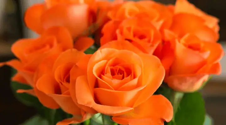 چند رز نارنجی شاخه بریده