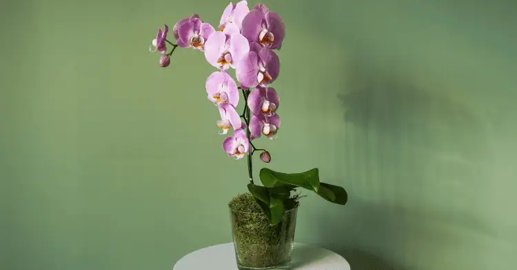 یک گلدان شیشه ای ارکیده