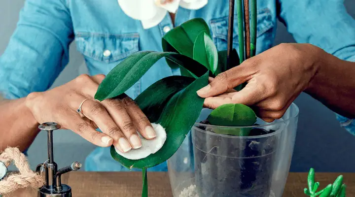 فردی در حال تمیز کردن گل ارکیده