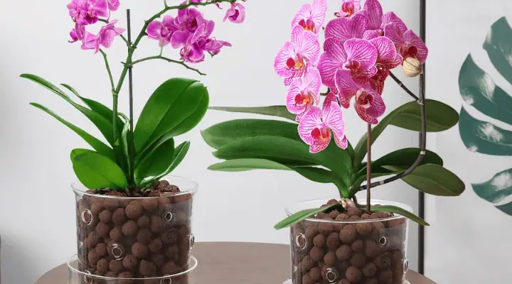 دو گلدان شیشه‌ای ارکیده