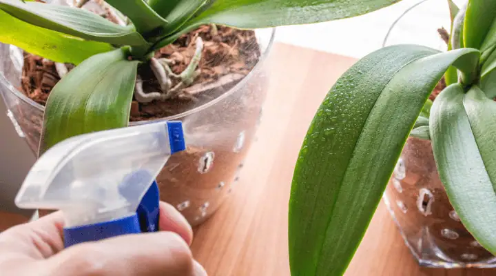 فردی در حال آبیاری ارکیده در گلدان شیشه‌ای