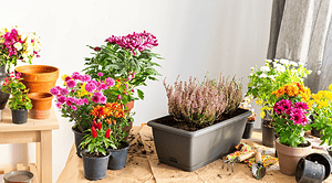 تعدادی گلدان با گل های پاییزی