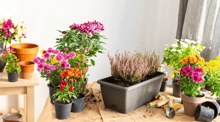 تعدادی گلدان با گل های پاییزی