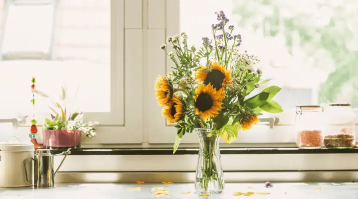 تعدادی آفتابگردان شاخه بریده در گلدان آب روی میز