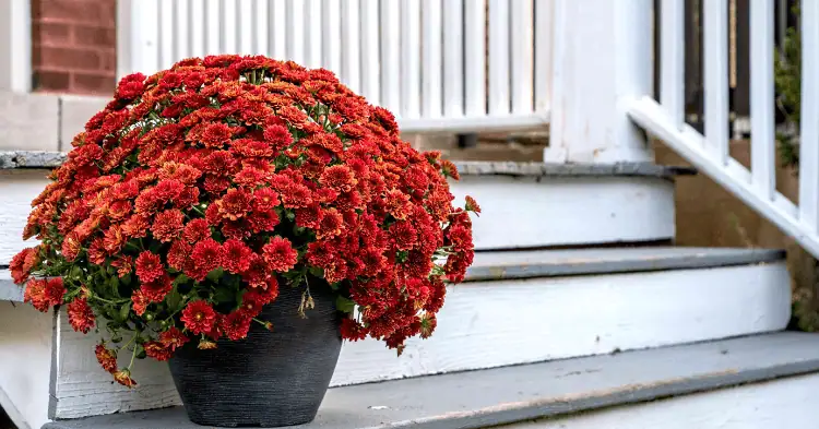 یک گلدان بزرگ پاییزی روی پله