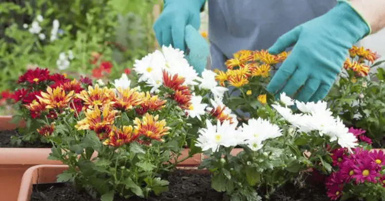 فردی در حال رسیدگی به گلدان گل های رنگارنگ
