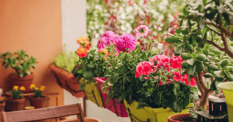 چند گلدان با گل های رنگارنگ در بالکن