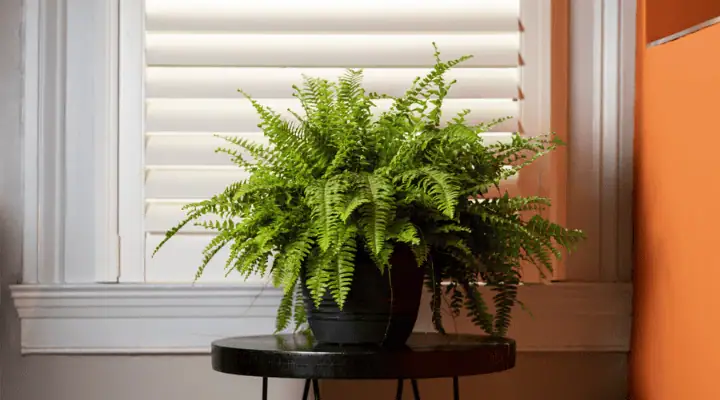 یک گلدان گیاه پتوسیا