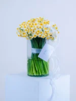 جارگل 150 شاخه گل نرگس فادیا