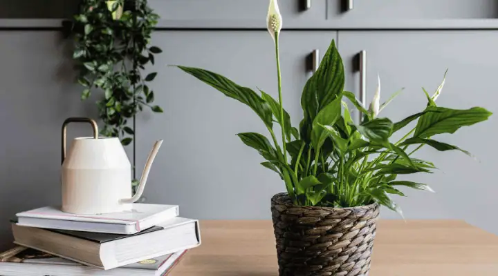 یک گلدان گیاه اسپاتی فیلوم