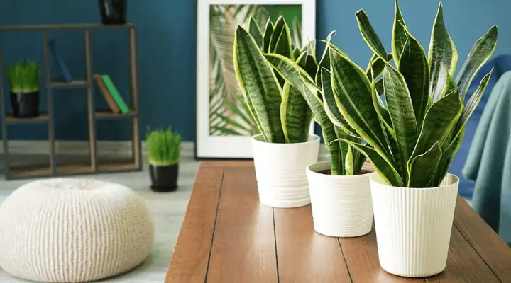 سه گلدان سانسوریا