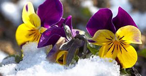 چند گل رنگارنگ در برف