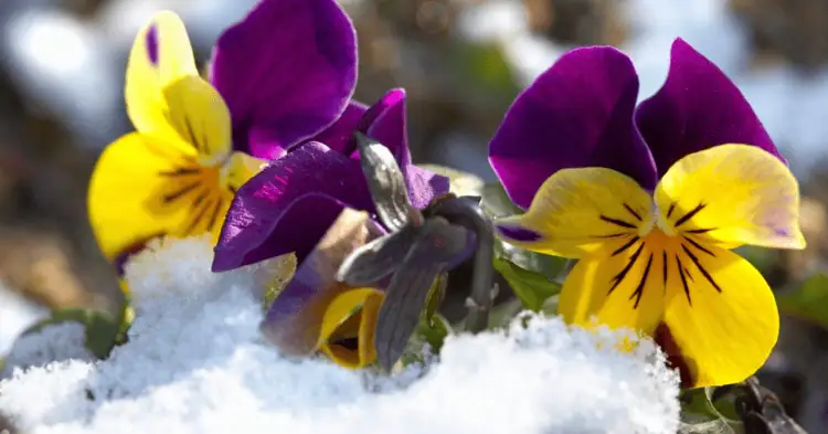 چند گل رنگارنگ در برف