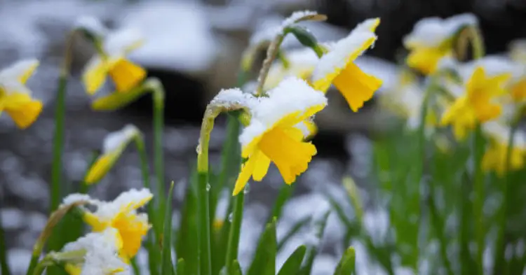 تصویر گل نرگس در برف