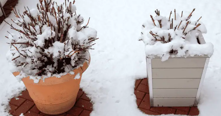 دو گلدان در برف