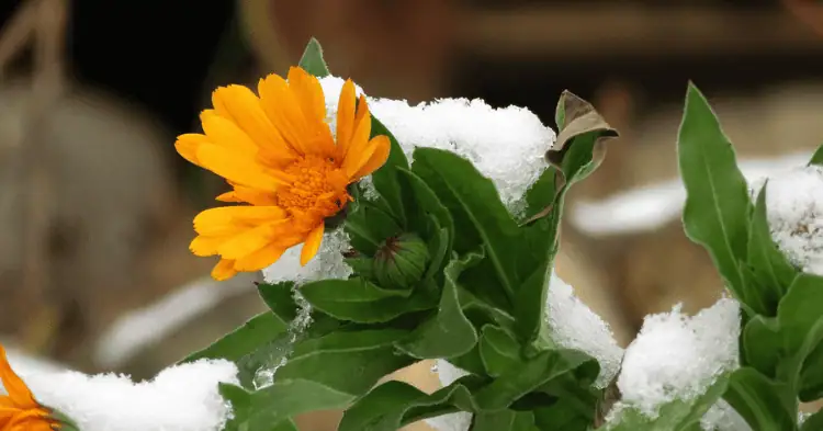 گل همیشه بهار در برف