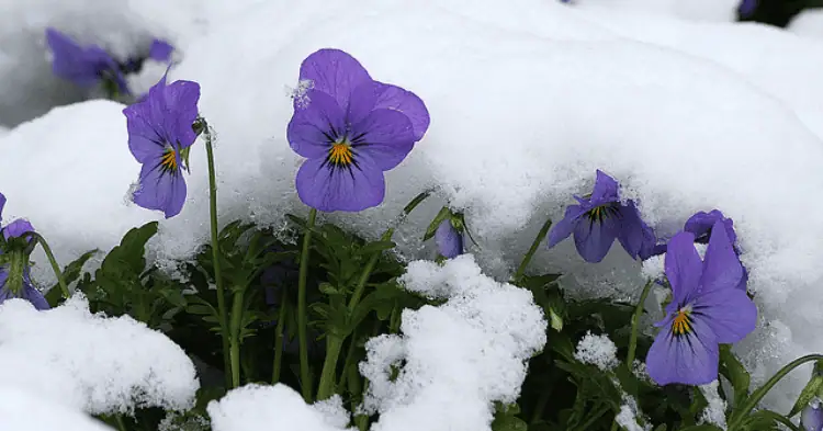 تعدادی گل داوودی در برف