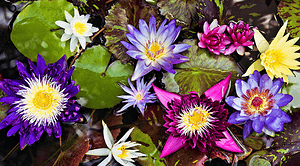 انواع رنگ‌های گل نیلوفر