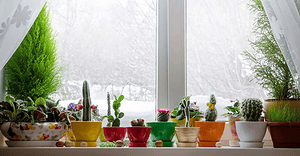 تعدادی گلدان پشت پنجره در زمستان