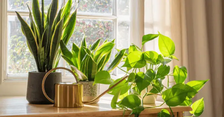 چند گلدان پشت پنجره جلوی نور